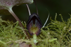 Corybas trilobus