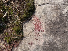 Sedum smallii