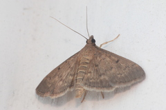 Herpetogramma phaeopteralis