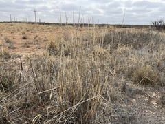 Tridens albescens