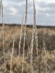 Tridens albescens