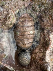 Acanthopleura