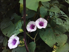 Ipomoea batatas