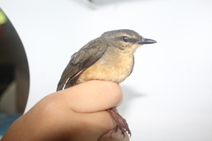 Myiothlypis fulvicauda