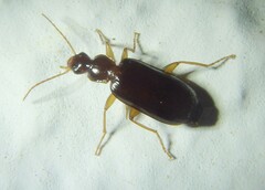 Dromiusina