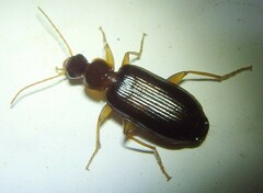 Dromiusina