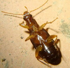 Dromiusina