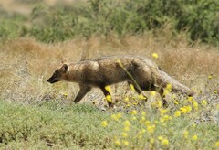 Lycalopex