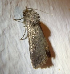 Caradrina germainii
