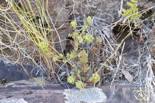 Image of Ursinia dentata by (c) Tony Rebelo, some rights reserved (CC BY-SA)