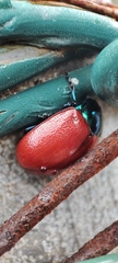 Chrysolina
