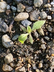 Draba verna