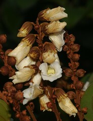 Schnella guianensis