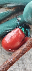 Chrysolina