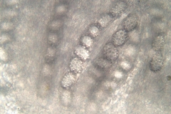 Genea