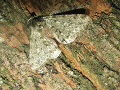 Phigalia pilosaria