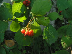 Crataegus sanguinea