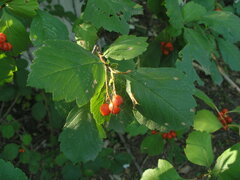 Crataegus sanguinea