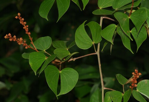 Bauhinia guianensis