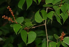 Schnella guianensis