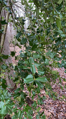 Ilex cornuta
