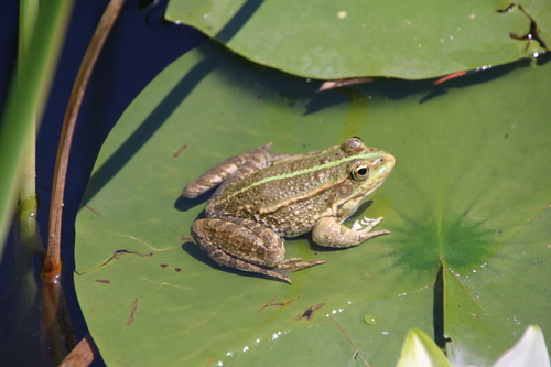 Seefrosch