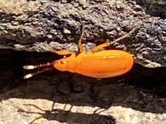 Probergrothius angolensis