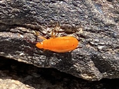 Probergrothius angolensis