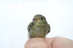 Ceratopipra mentalis