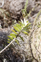 Gomphocarpus cancellatus