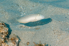 Cymolutes lecluse