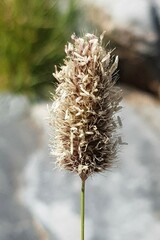 Fingerhuthia africana