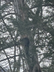 Sciurus carolinensis