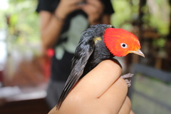 Ceratopipra mentalis