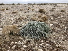 Astragalus mollissimus