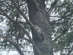 Sciurus carolinensis