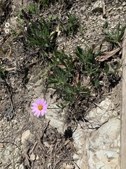 Dimorphotheca jucunda