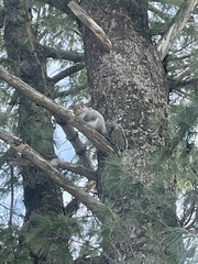 Sciurus carolinensis