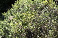 Notobubon galbanum