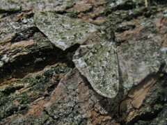 Phigalia pilosaria