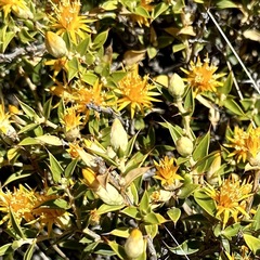 Chuquiraga avellanedae