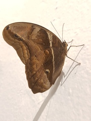 Eryphanis