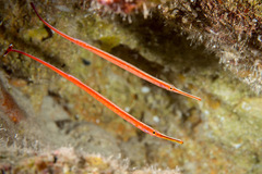 Dunckerocampus baldwini