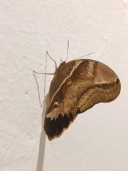 Eryphanis