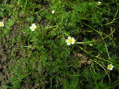 Ranunculus kauffmannii