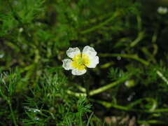 Ranunculus kauffmannii