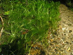 Ranunculus kauffmannii