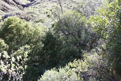 Maytenus acuminata