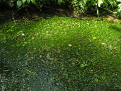 Ranunculus kauffmannii