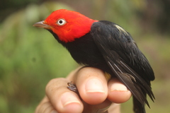 Ceratopipra mentalis